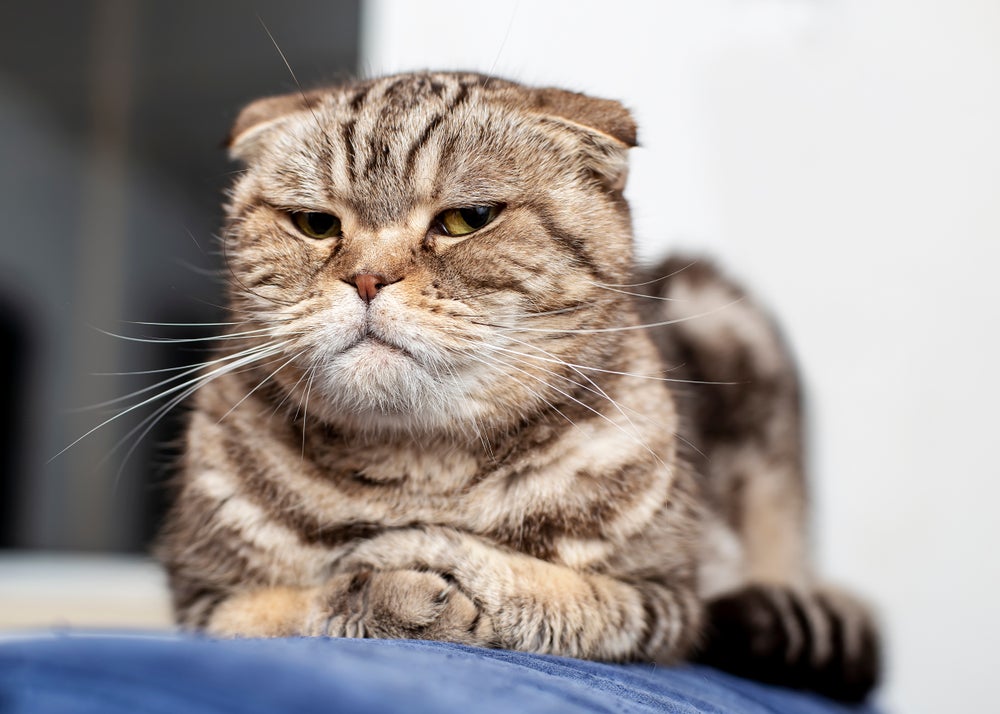 Gato com cara de bravo deitado por cima das patas