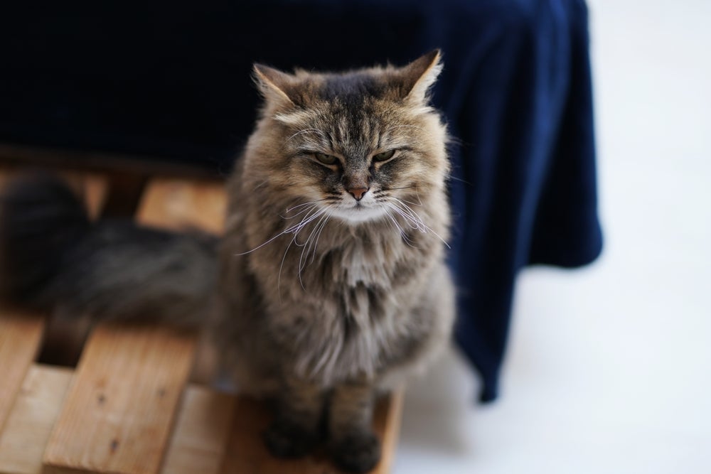 Gato peludo em ambiente interno