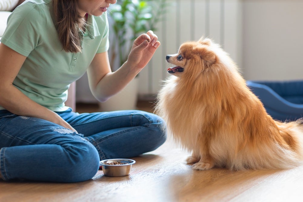 Os reforços positivos preferidos dos cães são os petiscos