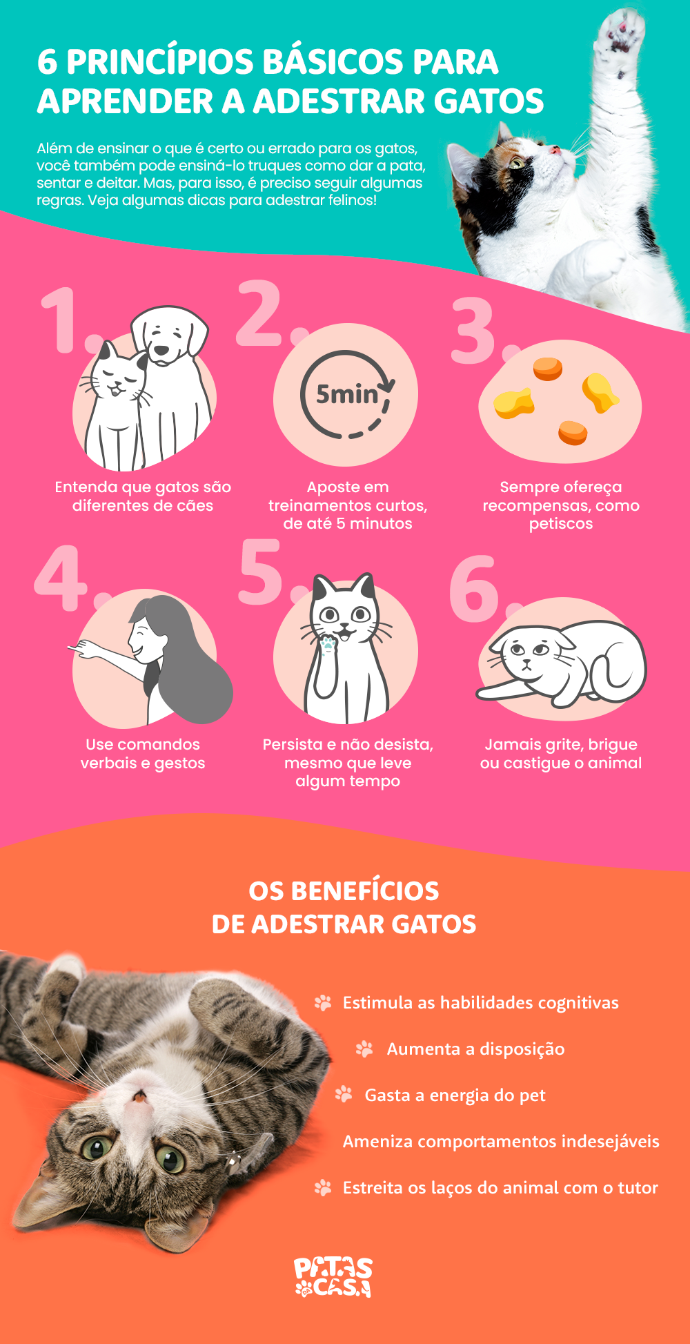 Infográfico com um bloco mostrando seis dicas de como adestrar gatos e outro bloco pontuando os benefícios do adestramento de gatos, com um gato rajado e branco deitado
