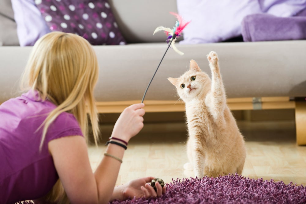 Gato laranja brincando com tutora de pegar a varinha