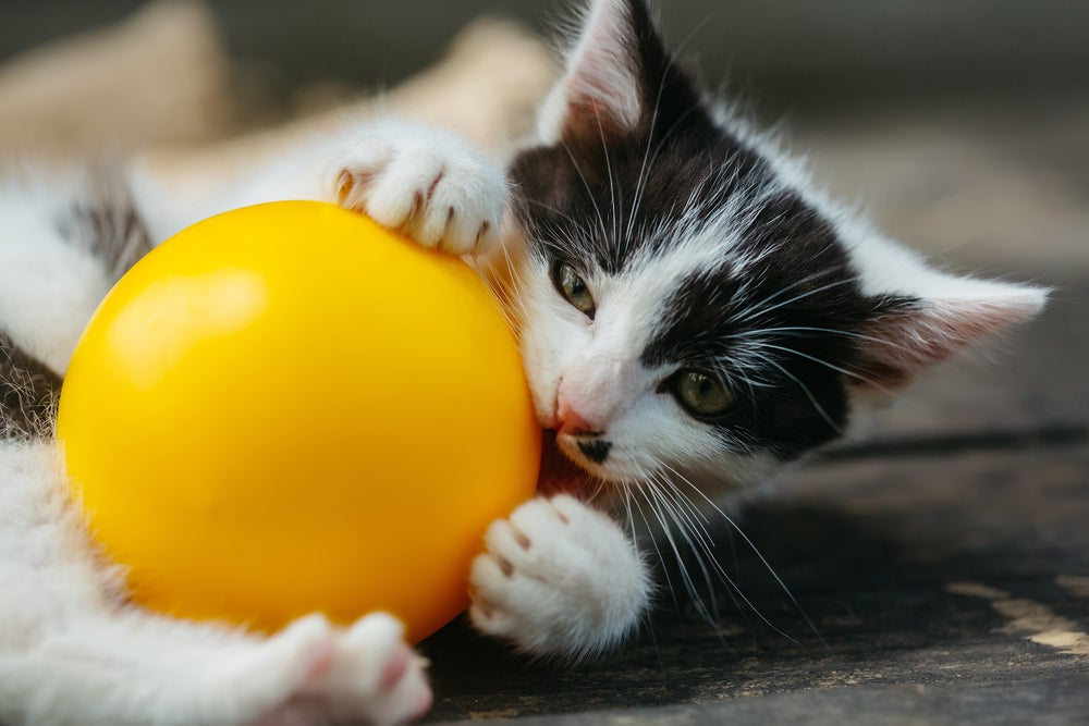 Gato frajola com bola amarela grande