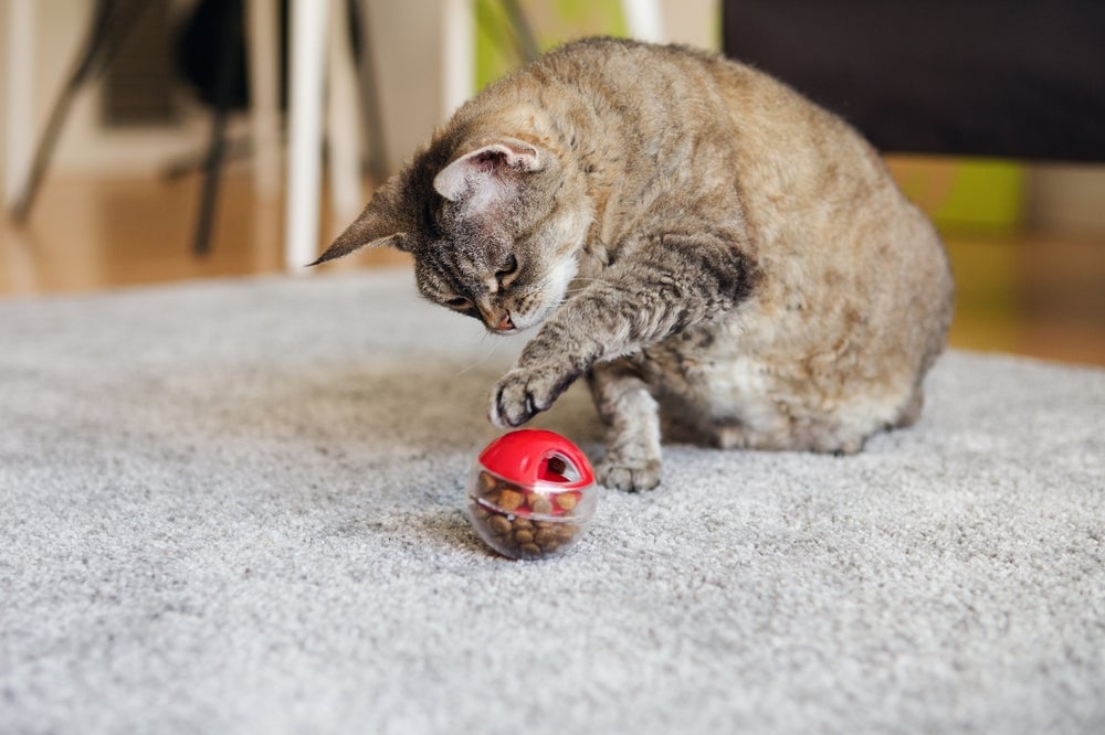 Gato marrom brincando com bolinha recheada com petiscos