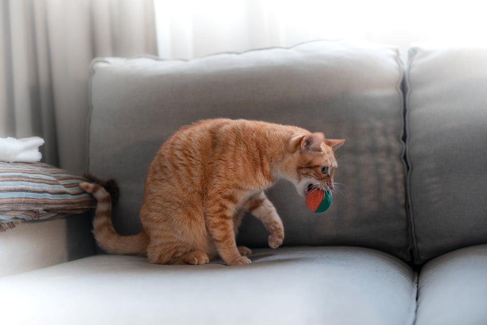 Gato laranja com bola na boca