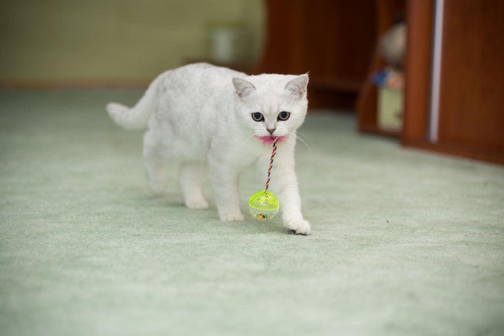 Gatinho branco segurando na boca bola pela cordinha