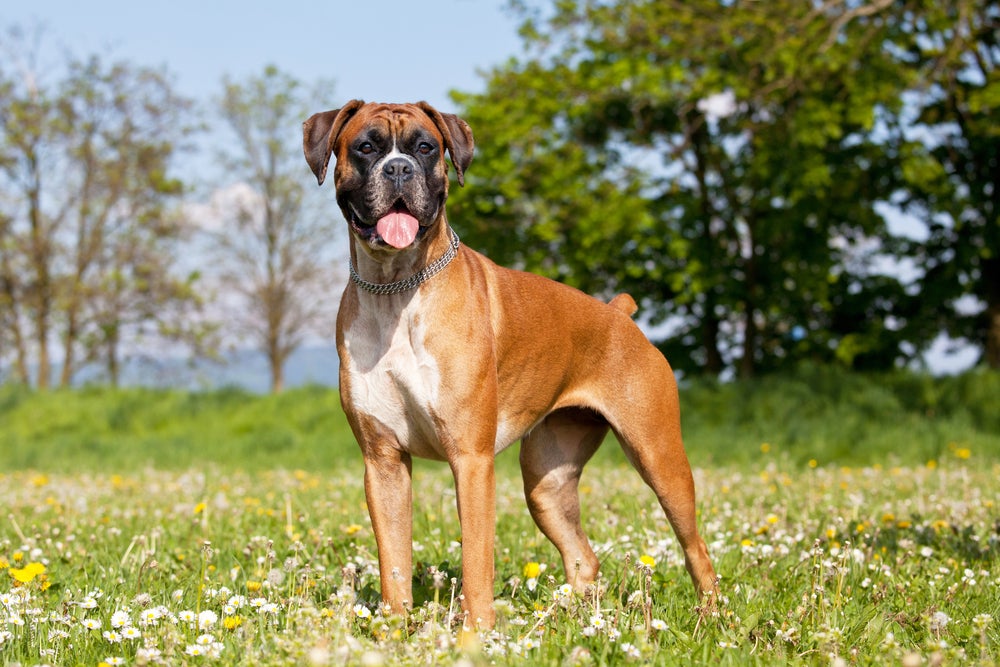 Cachorro com a mordida mais forte Boxer sorrindo em pé ao ar livre
