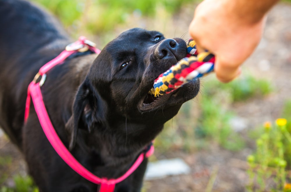 Cachorro preto puxando brinquedo de corda das mãos do tutor