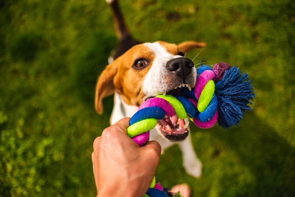 Cachorro puxando brinquedo de corda das mãos do dono