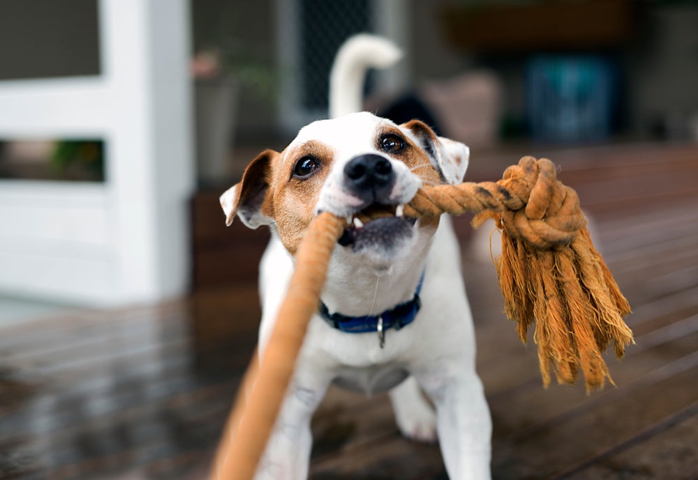 Cachorro branco e marrom puxando corda