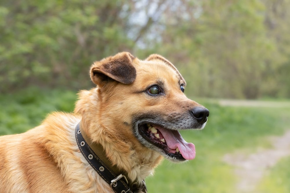 Cachorro cego caramelo olhando para frente