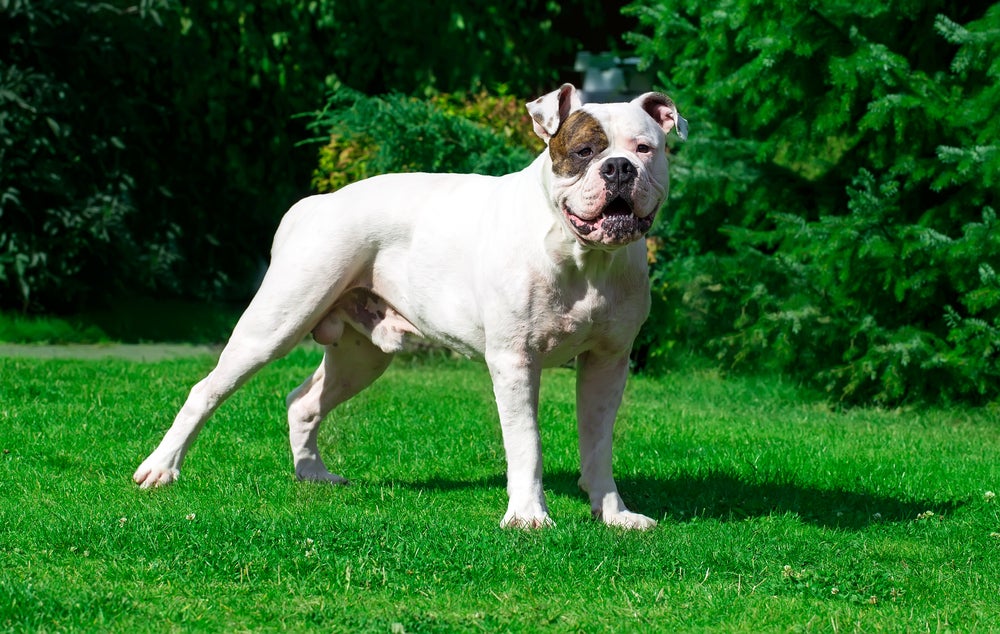 Bulldog Americano branco com mancha marrom no rosto em pé ao ar livre