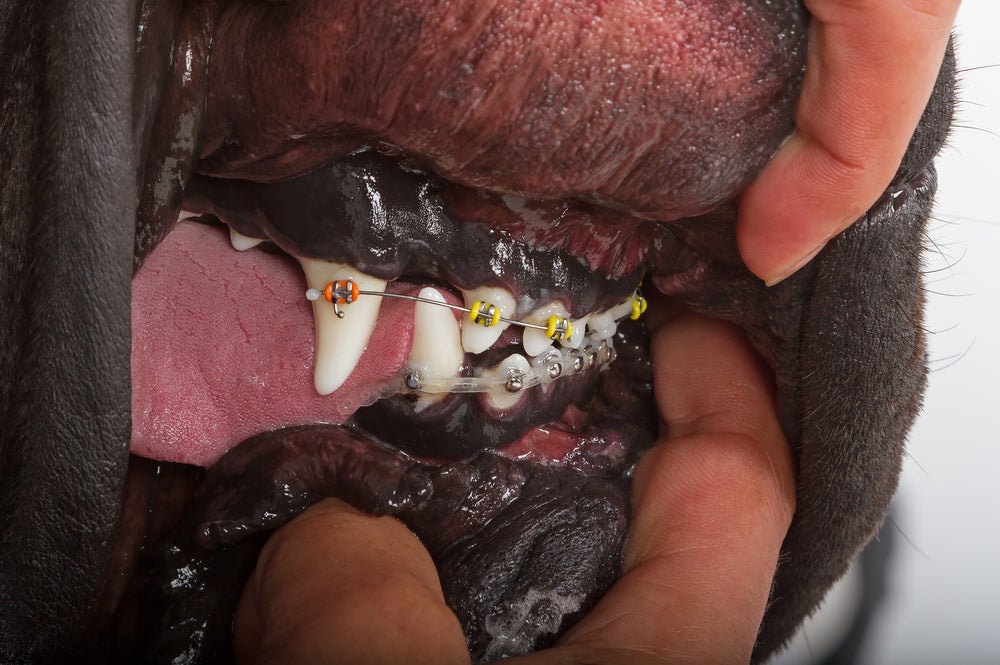 Cachorro de aparelho dentário