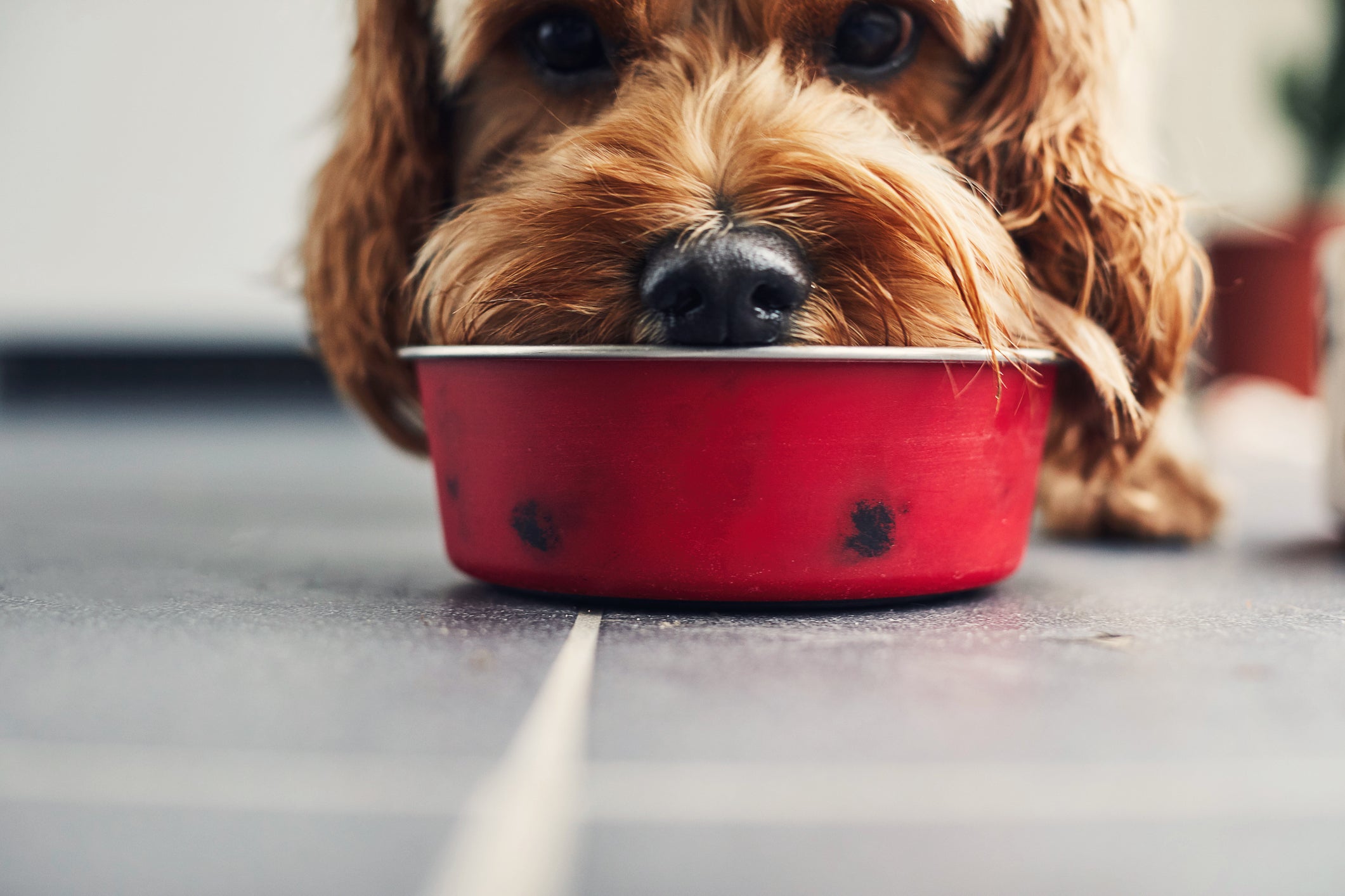 Cachorro comendo ração