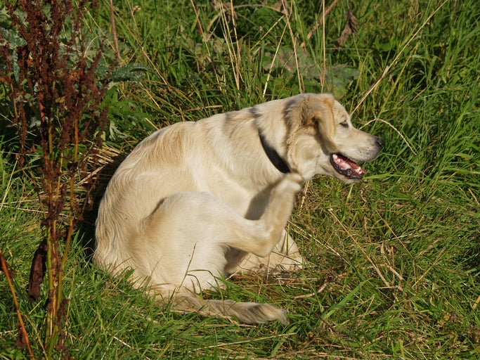 Cachorro se coçando em meio a vegetação alta