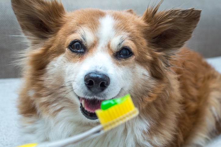 Cachorro e uma escova de dente