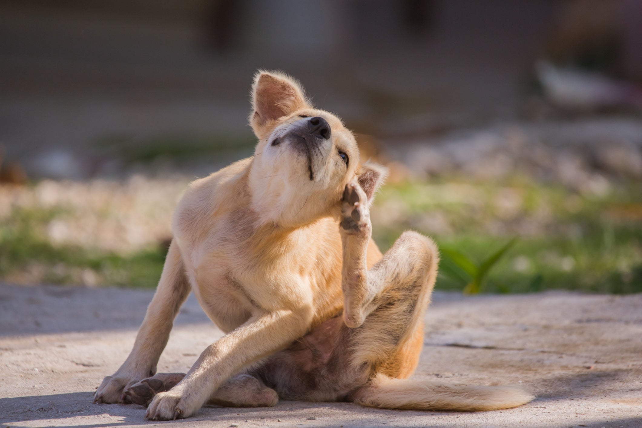 cachorro se coçando 