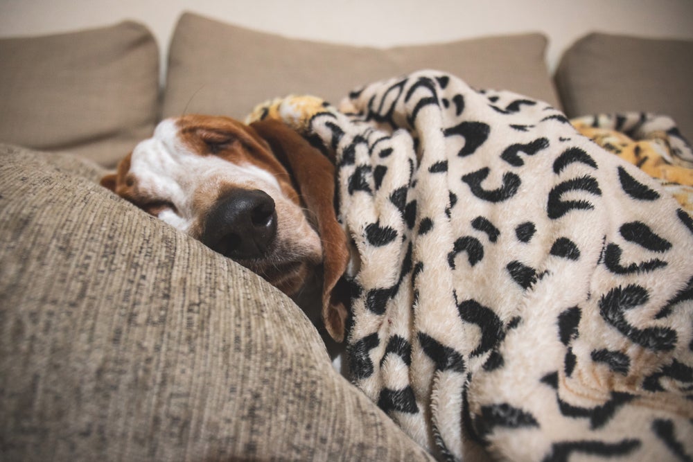 Cachorro deitado dormindo todo coberto