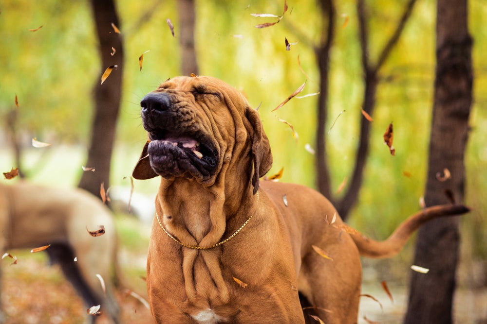 Cachorro espirrando