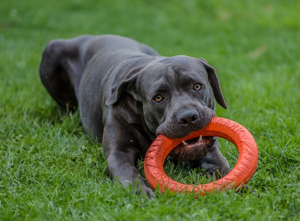 Cane Corso mordendo brinquedo vermelho