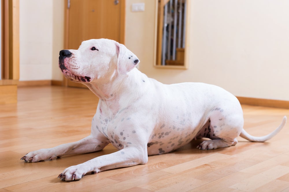 Dogo Argentino deitado em casa olhando para frente