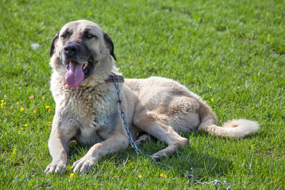 Cachorro mais forte do mundo Kangal deitado na grama