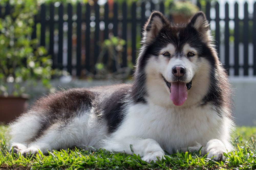 Malamute do Alasca com a língua de fora