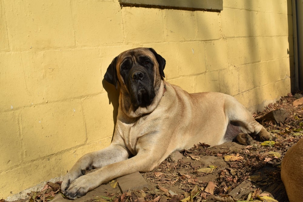 Mastiff Inglês bege deitado com parede de fundo