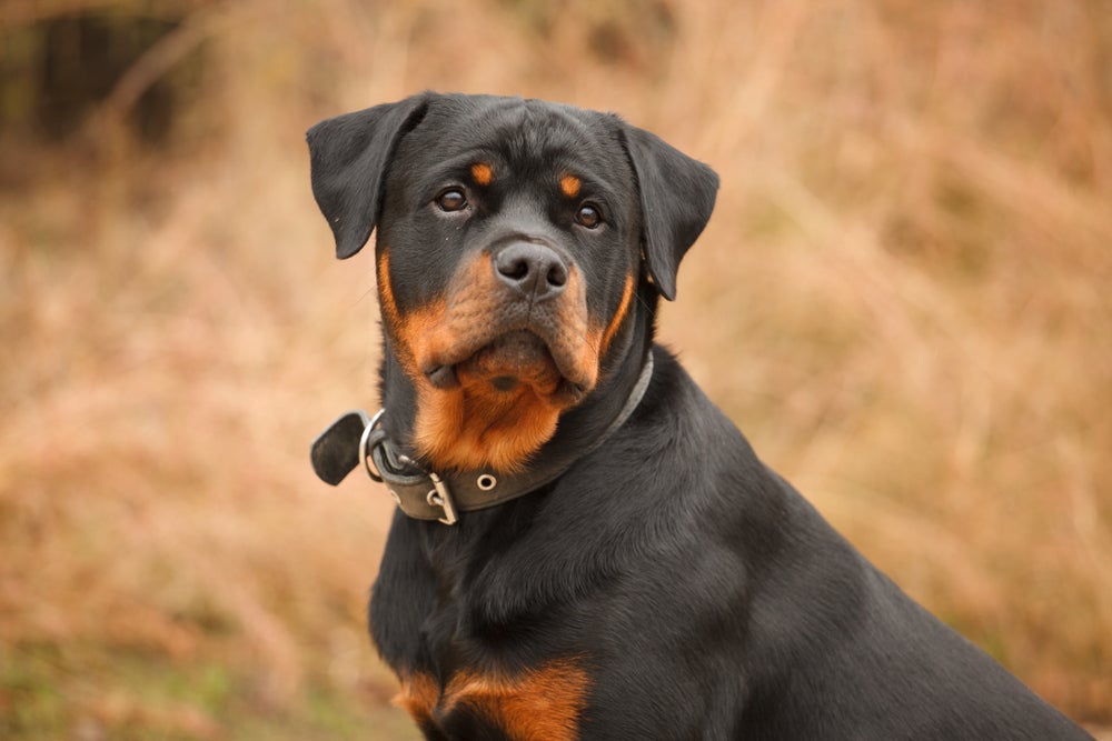 Rottweiler olhando sério