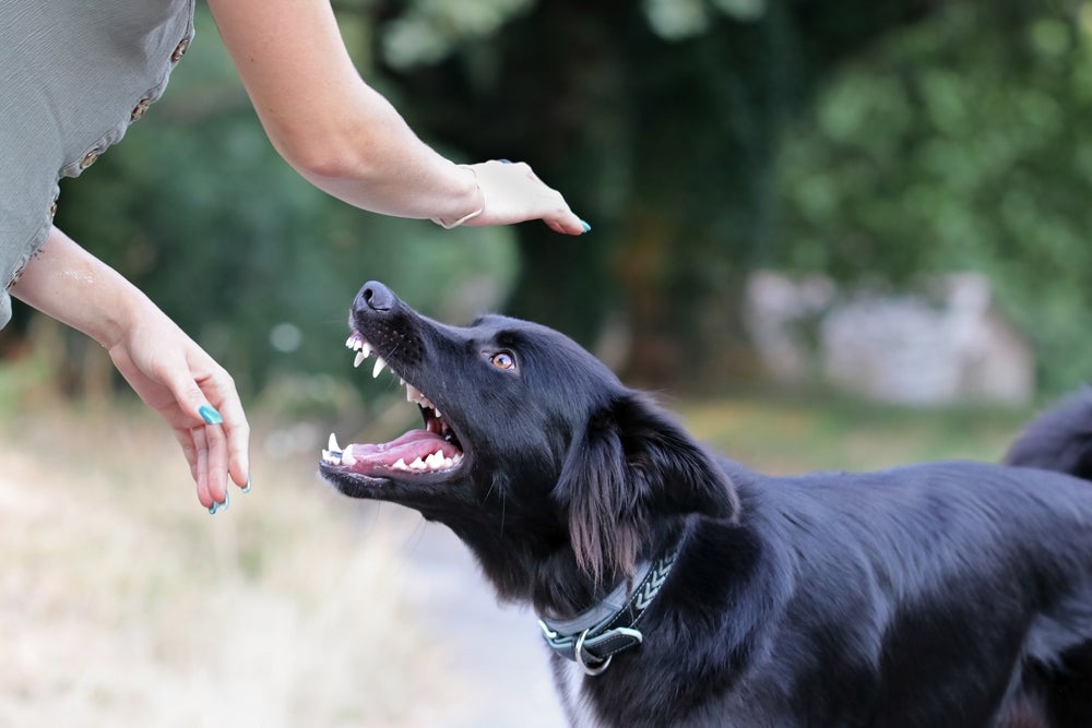 Cachorro preto com dentes à mostra como se quisesse morder