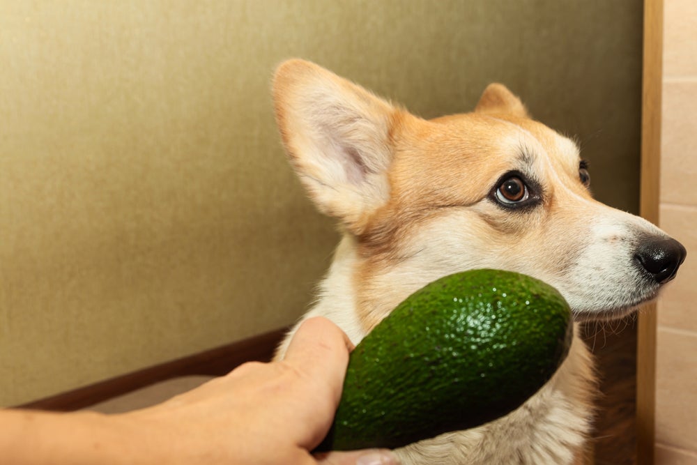 Mão feminina segurando um abacate na frente de um cachorro da raça Corgi