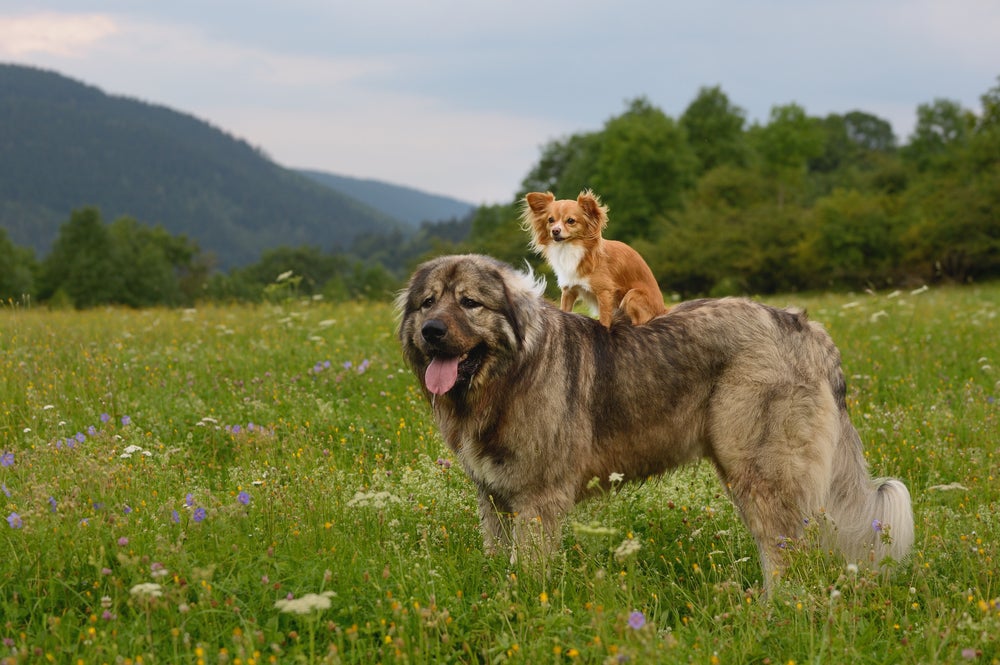 Cachorro de grande porte com um cachorro de pequeno porte
