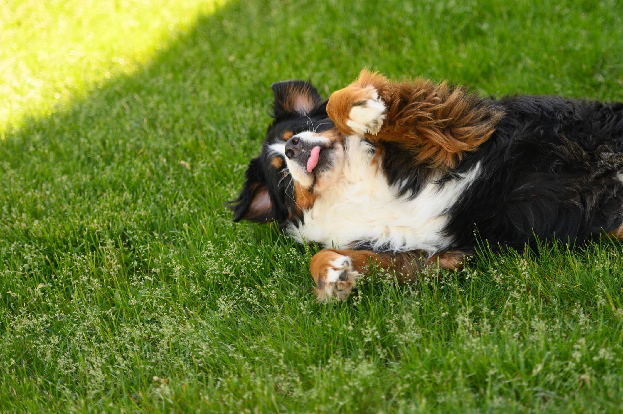 Cachorro fofo da raça Boiadeiro de Berna rolando na grama