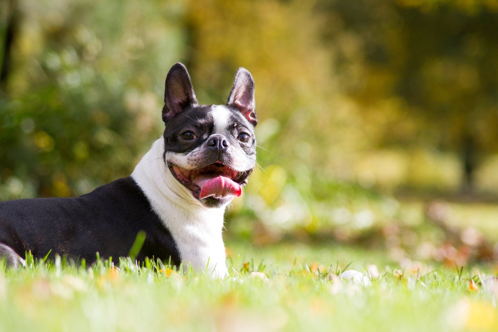 Cachorro fofo da raça Boston Terrier sorrindo