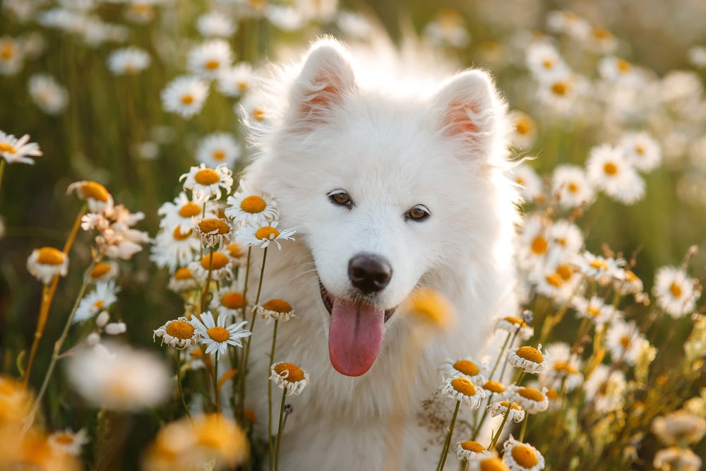 Cachorro fofo da raça Samoieda em campo florido