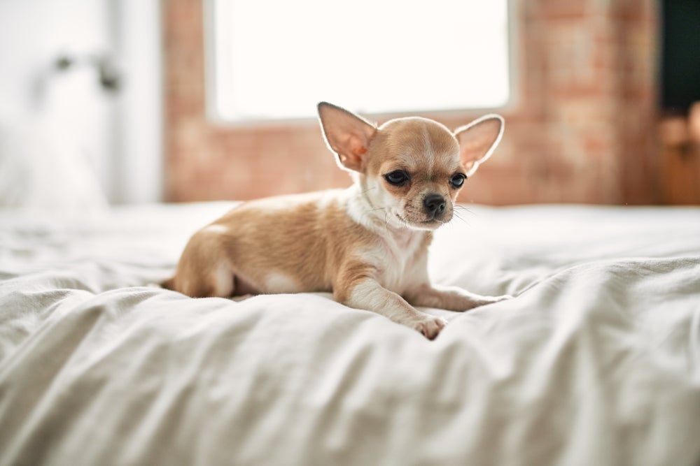 Chihuahua mini de pelo curto caramelo deitado na cama
