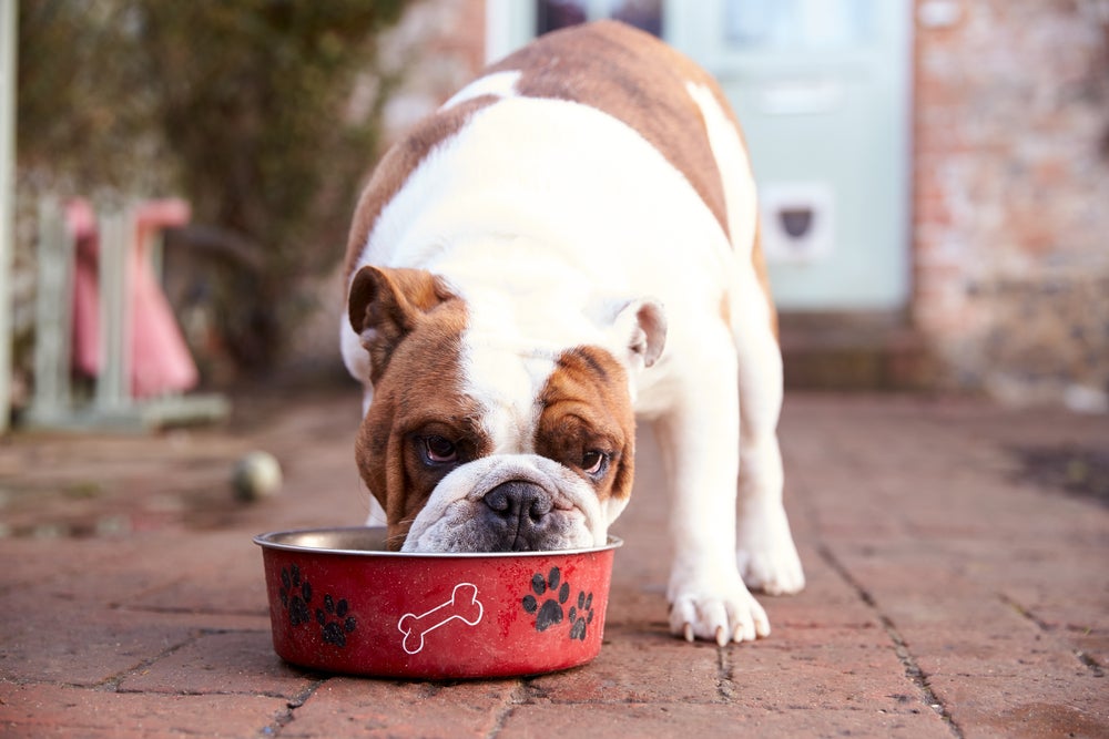 Cachorro Bulldog Inglês se alimentando de ração em comedouro vermelho com desenhos de patinhas e ossos
