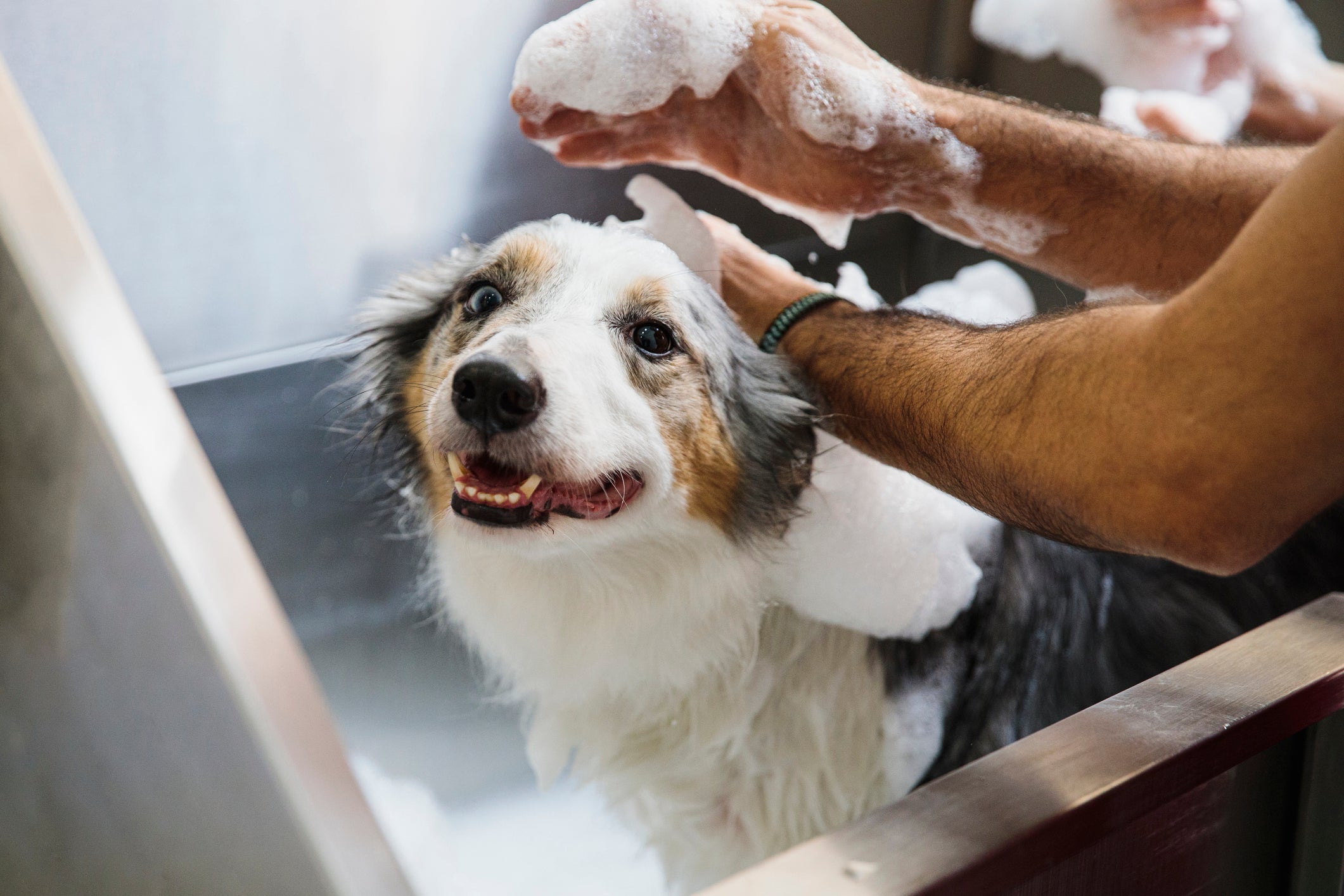Pessoa aprendendo como dar banho em cachorro no frio 