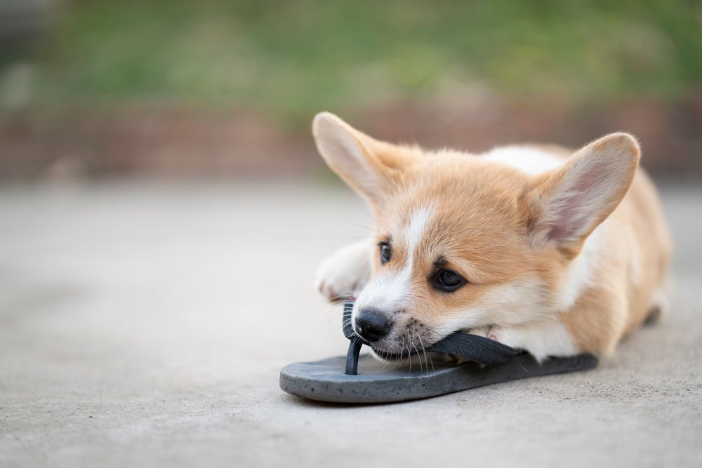 Exemplo de comportamento de cachorro pegando chinelo de humano