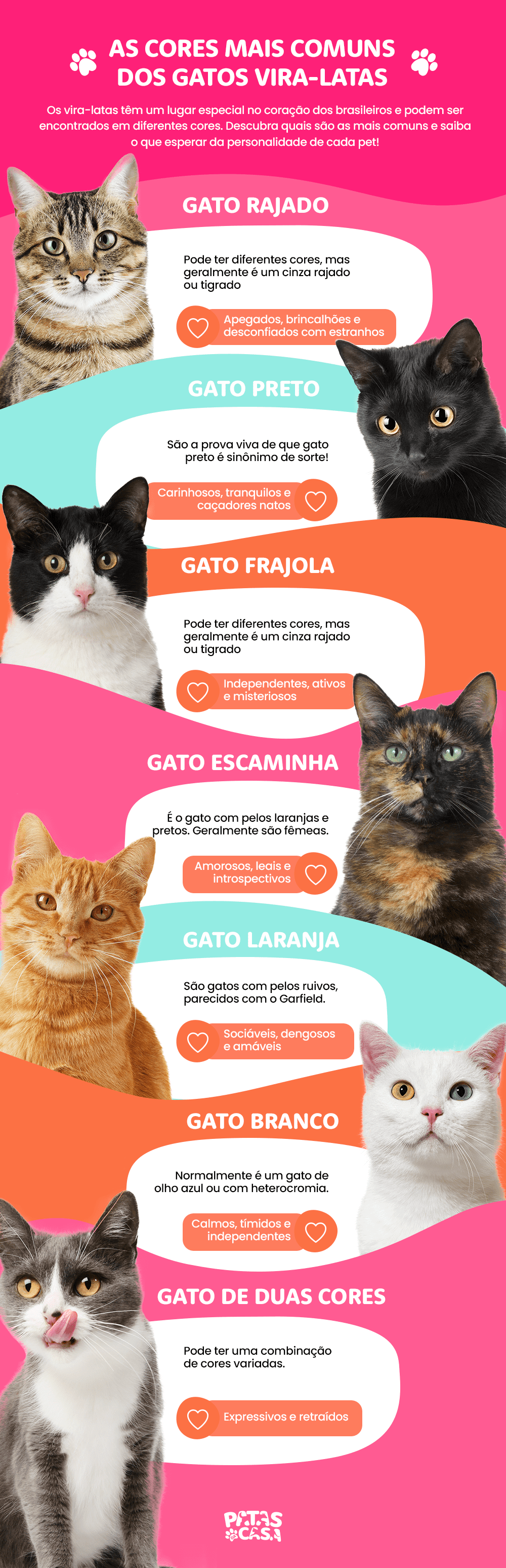 Infográfico mostrando todas as cores de gatos vira-latas possíveis, com fotos de gato rajado, preto, branco, laranja, frajola e uma pequena descrição ao lado