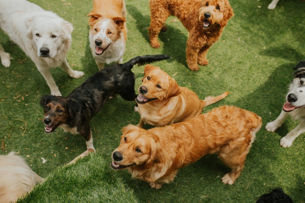 A creche para cachorro é um espaço perfeito para cães aprenderem a socializar e brincar