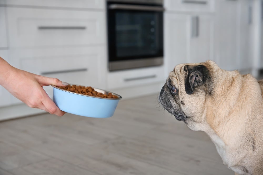 Pug seguindo dieta para cachorro obeso