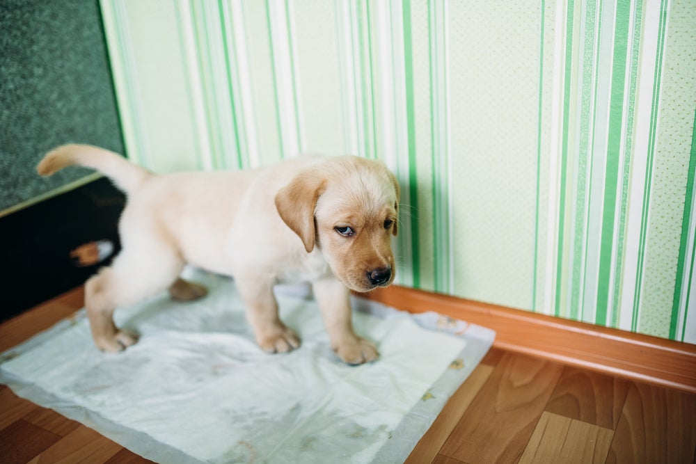 Para compor o enxoval de cachorro filhote, não esqueça dos tapetes higiênicos