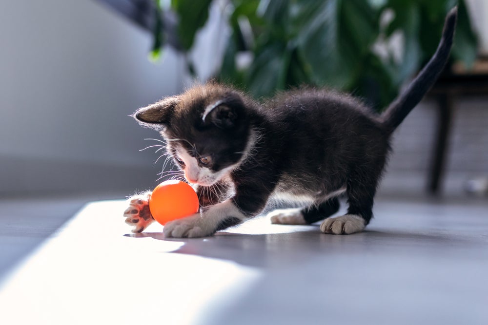 Não sabe o que comprar para um gato filhote? Aposte em brinquedos, como bolinhas