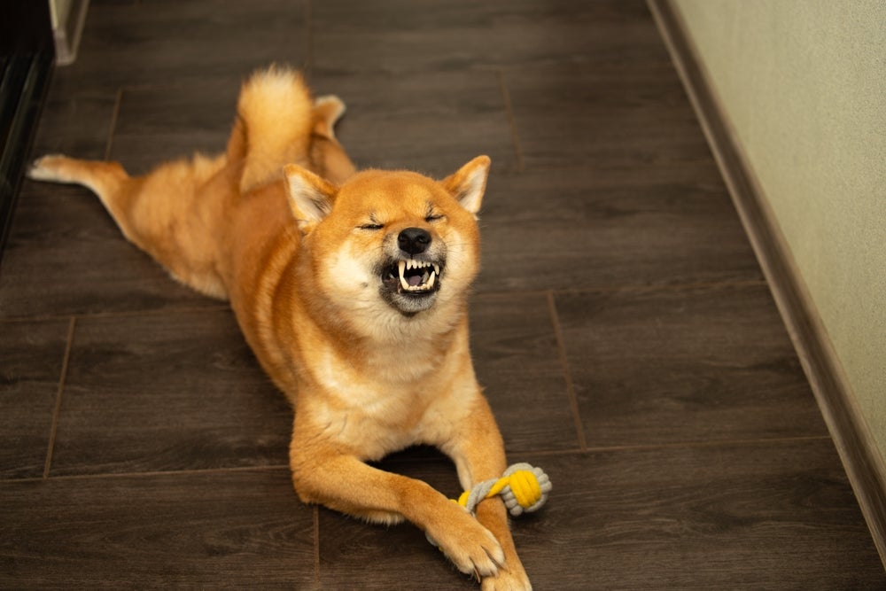 Cachorro caramelo espirrando. Ele está deitado em uma área interna com um brinquedo entre as patas da frente