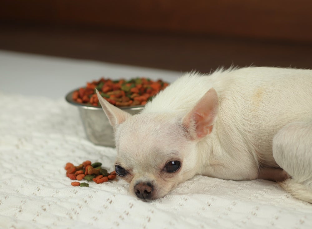 Chihuahua branco apático ao lado de pote de ração