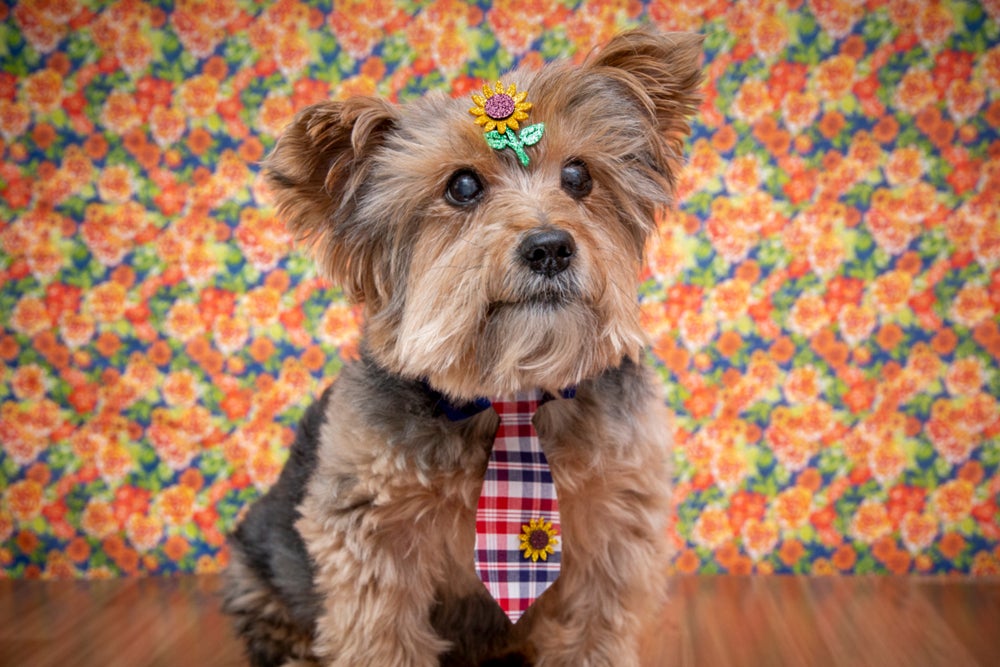 Yorkshire com roupa de festa junina para cachorro