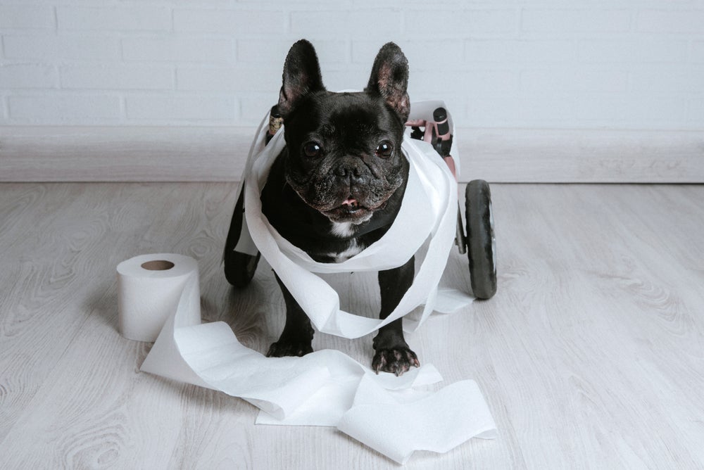 Cachorro Bulldog enrolado em pedaços de papel higiênico