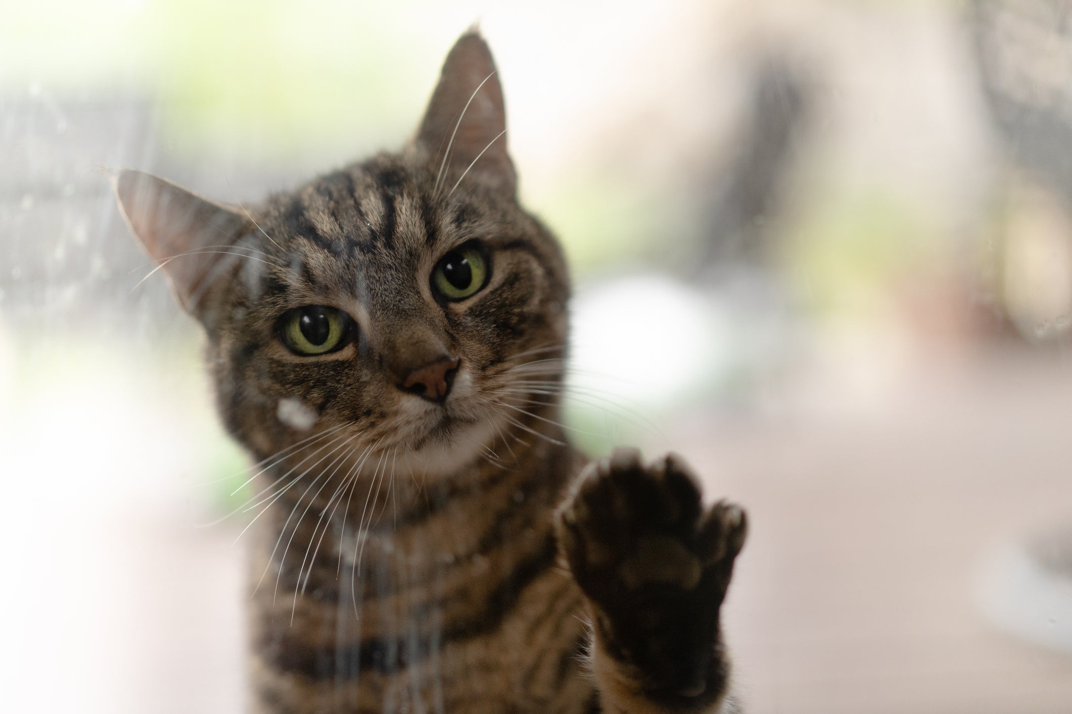 Gato sozinho através de um vidro 