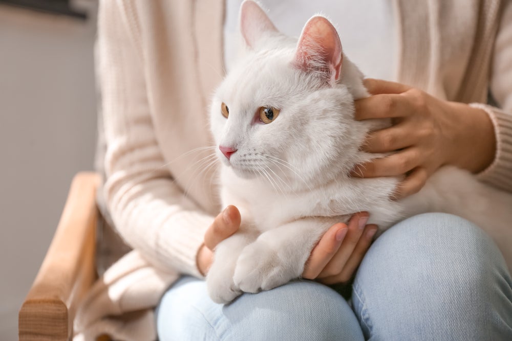 Gato branco deitado no colo do tutor