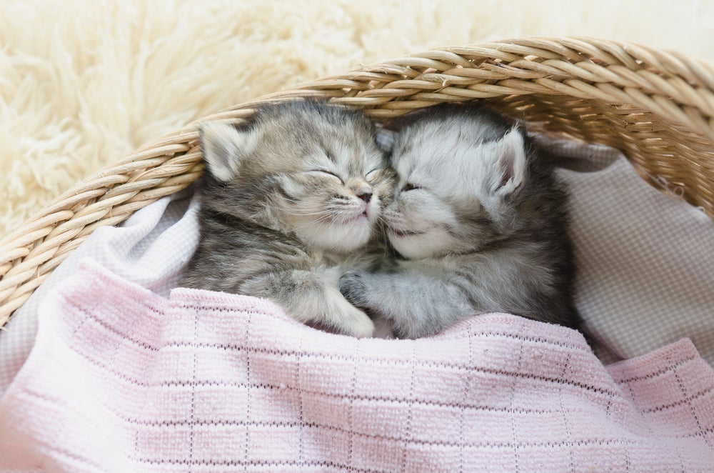 Gato cochilando: filhotes têm um ciclo de sono ainda mais intenso
